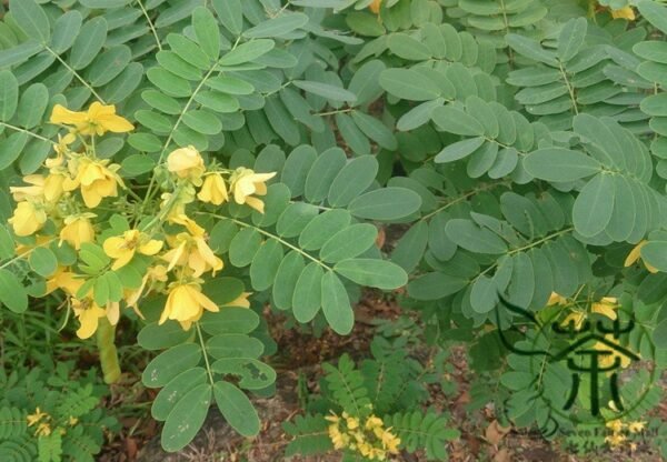 Senna Surattensis, Cassia Surattensis Seed 1000 PCS, Huanghuai Jueming - Image 7