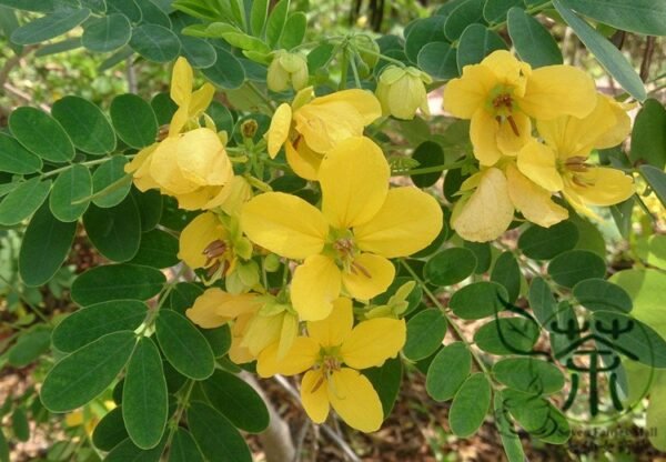 Senna Surattensis, Cassia Surattensis Seed 1000 PCS, Huanghuai Jueming - Image 8