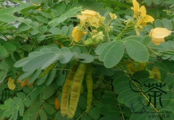 Senna Surattensis, Cassia Surattensis Seed 1000 PCS, Huanghuai Jueming - Image 9