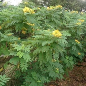 Senna Surattensis, Cassia Surattensis Seed 1000 PCS, Huanghuai Jueming