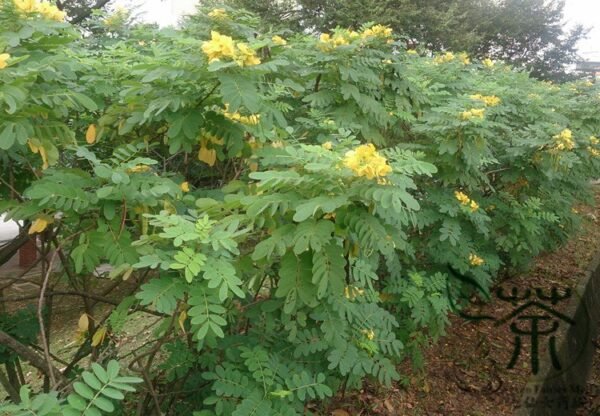 Senna Surattensis, Cassia Surattensis Seed 1000 PCS, Huanghuai Jueming