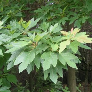 Sassafras Tzumu, Chinese Sassafras Seed 500 PCS, Tree Seeds Chamu