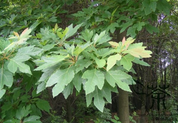 Sassafras Tzumu, Chinese Sassafras Seed 500 PCS, Tree Seeds Chamu