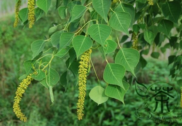 Sapium Sebiferum, Triadica Sebifera Seed 300 PCS, Chinese Tallow Wujiu - Image 2