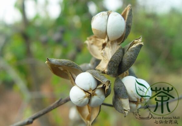 Sapium Sebiferum, Triadica Sebifera Seed 300 PCS, Chinese Tallow Wujiu - Image 4