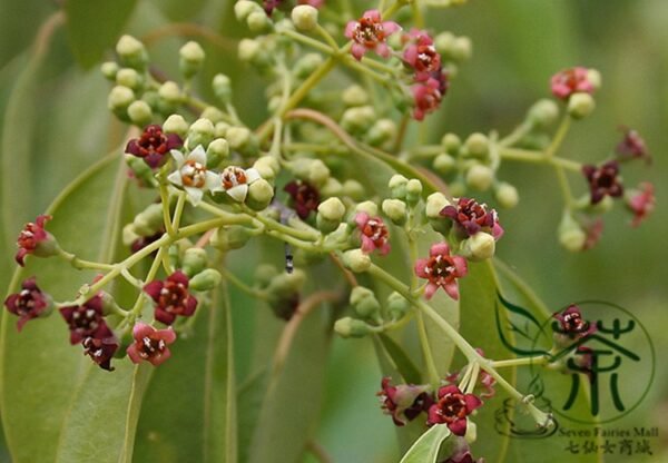 Santalum Album, Indian Sandalwood Seed 500 PCS, Tanxiang - Image 8