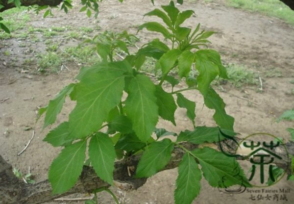 Sambucus Williamsii, Elderberry Seed 2000 PCS, Elder Jiegumu