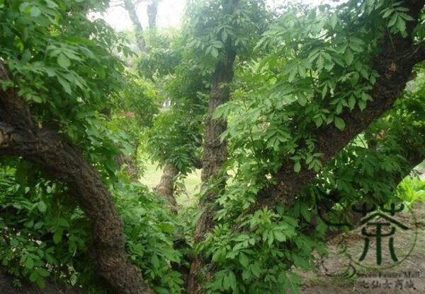 Sambucus Williamsii, Elderberry Seed 2000 PCS, Elder Jiegumu - Image 3