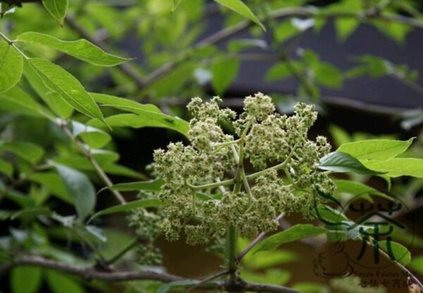 Sambucus Williamsii, Elderberry Seed 2000 PCS, Elder Jiegumu - Image 4