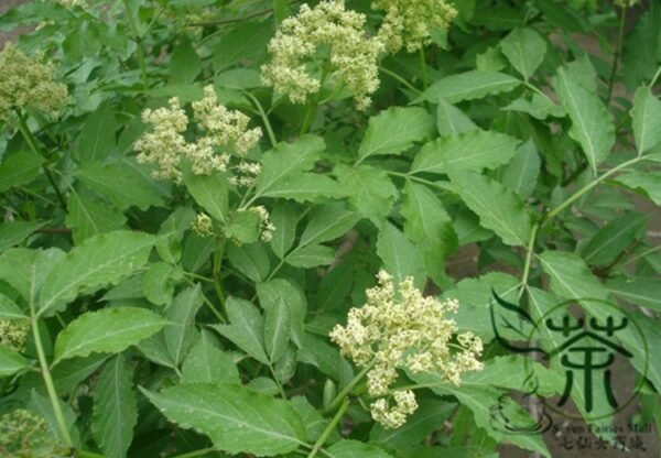 Sambucus Williamsii, Elderberry Seed 2000 PCS, Elder Jiegumu - Image 5