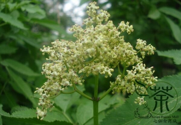 Sambucus Williamsii, Elderberry Seed 2000 PCS, Elder Jiegumu - Image 6