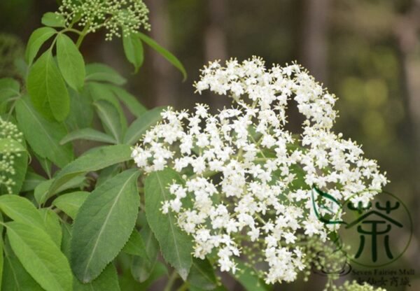 Sambucus Williamsii, Elderberry Seed 2000 PCS, Elder Jiegumu - Image 7