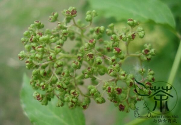 Sambucus Williamsii, Elderberry Seed 2000 PCS, Elder Jiegumu - Image 8