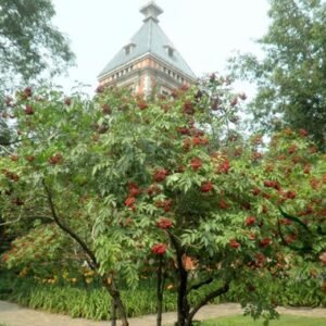 Sambucus Williamsii, Elderberry Seed 2000 PCS, Elder Jiegumu