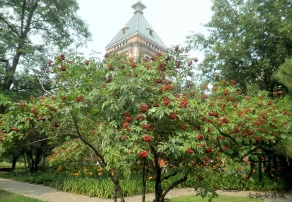 Sambucus Williamsii, Elderberry Seed 2000 PCS, Elder Jiegumu