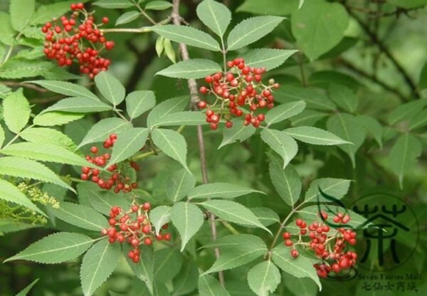 Sambucus Williamsii, Elderberry Seed 2000 PCS, Elder Jiegumu - Image 9