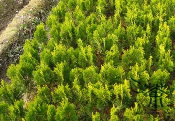 Sabina Chinensis, Juniperus Chinensis Seed 1000 PCS, Chinese Juniper Sajinbai