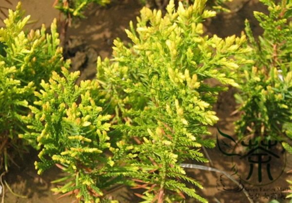 Sabina Chinensis, Juniperus Chinensis Seed 1000 PCS, Chinese Juniper Sajinbai - Image 2