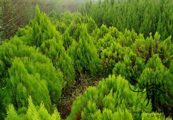 Sabina Chinensis, Juniperus Chinensis Seed 1000 PCS, Chinese Juniper Sajinbai - Image 7