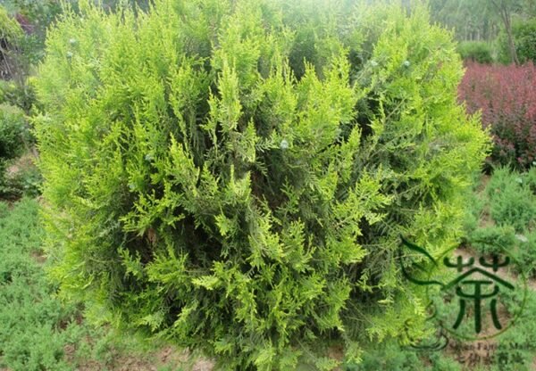 Sabina Chinensis, Juniperus Chinensis Seed 1000 PCS, Chinese Juniper Sajinbai - Image 8