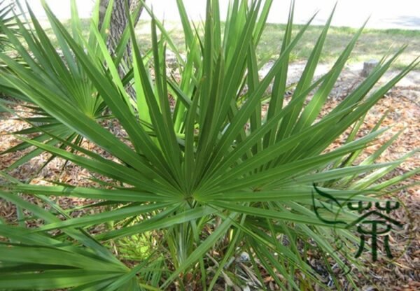 Sabal Palmetto, Cabbage Palmetto Seed 300 PCS, Blue Palmetto Longlinlv - Image 4