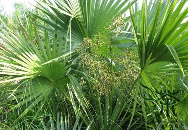 Sabal Palmetto, Cabbage Palmetto Seed 300 PCS, Blue Palmetto Longlinlv - Image 5