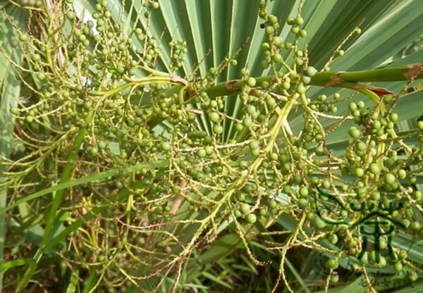 Sabal Palmetto, Cabbage Palmetto Seed 300 PCS, Blue Palmetto Longlinlv - Image 6