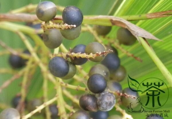 Sabal Palmetto, Cabbage Palmetto Seed 300 PCS, Blue Palmetto Longlinlv - Image 8