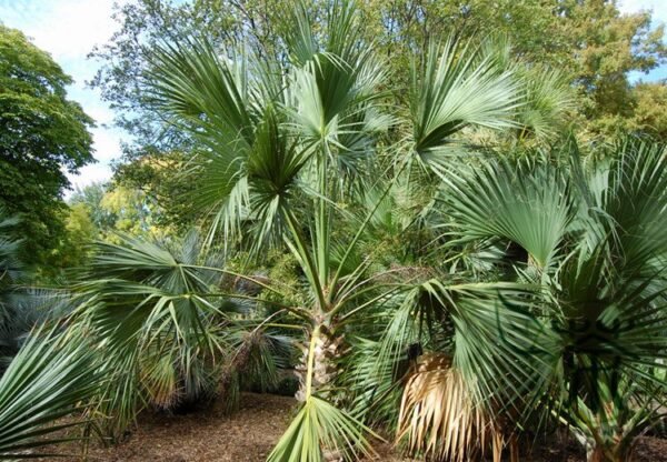 Sabal Palmetto, Cabbage Palmetto Seed 300 PCS, Blue Palmetto Longlinlv