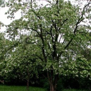 Robinia Pseudoacacia, Black Locust Seed 1000 PCS, False Acacia Cihuai