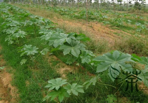 Ricinus Communis, Castor Oil Plant Seed 200 PCS, Castor Bean Bima - Image 3