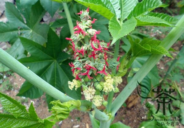 Ricinus Communis, Castor Oil Plant Seed 200 PCS, Castor Bean Bima - Image 5