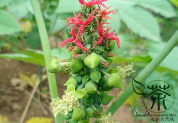 Ricinus Communis, Castor Oil Plant Seed 200 PCS, Castor Bean Bima - Image 6