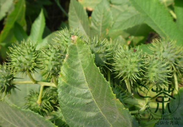 Ricinus Communis, Castor Oil Plant Seed 200 PCS, Castor Bean Bima - Image 8