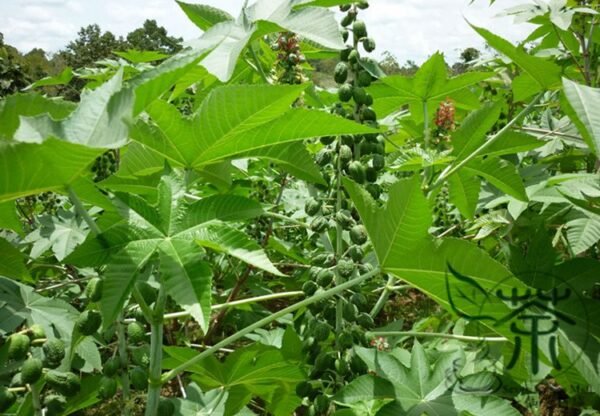 Ricinus Communis, Castor Oil Plant Seed 200 PCS, Castor Bean Bima - Image 9