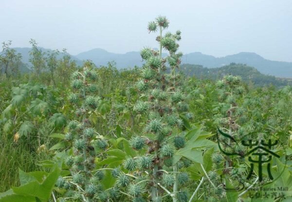 Ricinus Communis, Castor Oil Plant Seed 200 PCS, Castor Bean Bima