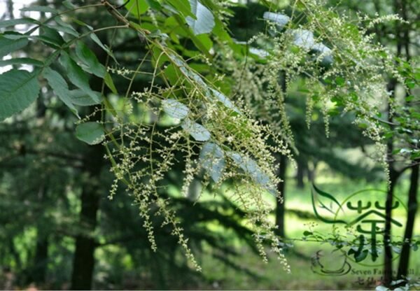 Rhus Chinensis, Chinese Gall Nutgall Tree 1000 PCS, Galla Chinensis Yanfumu