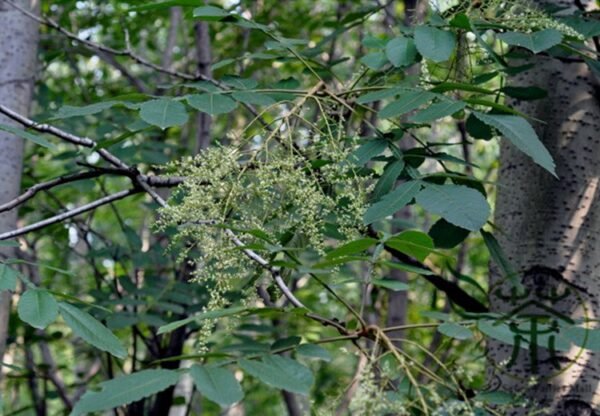 Rhus Chinensis, Chinese Gall Nutgall Tree 1000 PCS, Galla Chinensis Yanfumu - Image 2