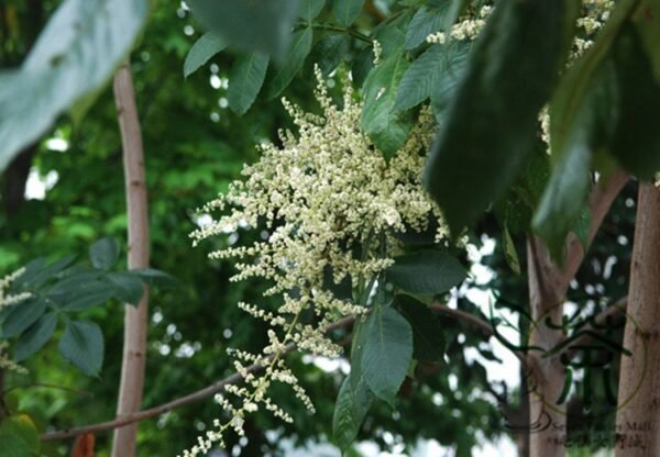 Rhus Chinensis, Chinese Gall Nutgall Tree 1000 PCS, Galla Chinensis Yanfumu - Image 3