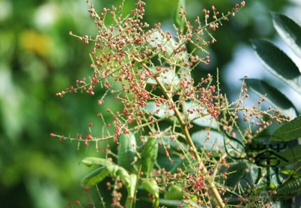 Rhus Chinensis, Chinese Gall Nutgall Tree 1000 PCS, Galla Chinensis Yanfumu - Image 4