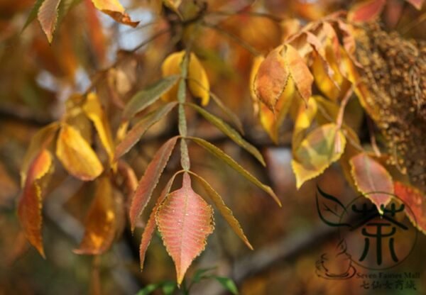 Rhus Chinensis, Chinese Gall Nutgall Tree 1000 PCS, Galla Chinensis Yanfumu - Image 6