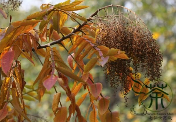 Rhus Chinensis, Chinese Gall Nutgall Tree 1000 PCS, Galla Chinensis Yanfumu - Image 7