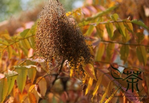 Rhus Chinensis, Chinese Gall Nutgall Tree 1000 PCS, Galla Chinensis Yanfumu - Image 8