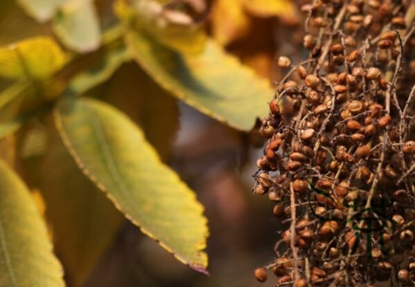 Rhus Chinensis, Chinese Gall Nutgall Tree 1000 PCS, Galla Chinensis Yanfumu - Image 9