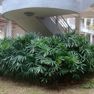 Rhapis Excelsa, Broadleaf Lady Palm Seed 300 PCS, The Lady Palm Zongzhu