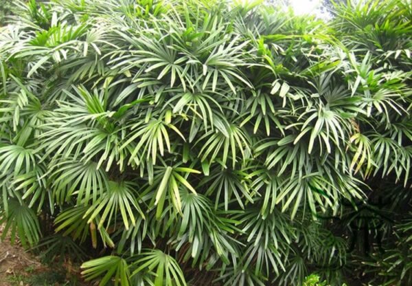 Rhapis Excelsa, Broadleaf Lady Palm Seed 300 PCS, The Lady Palm Zongzhu - Image 6