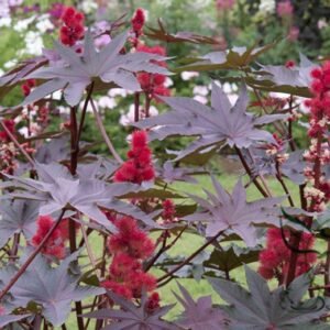 Red Castor Bean, Ricinus Communis Seed 200 PCS, Castor Oil Plant Hongbima