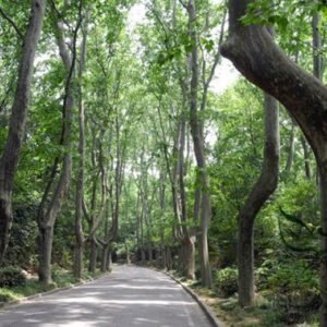 Platanus Orientalis, Oriental Plane Seed 500 PCS, Faguo Wutong