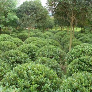 Pittosporum Tobira, Japanese Pittosporum Seed 1000 PCS, Haitong