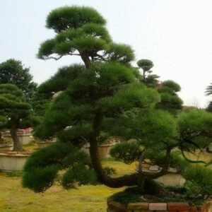 Pinus Thunbergii, Japanese Black Pine Seed 1000 PCS, Black Pine Heisong